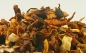 Zauber Brasiliens