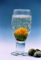 Blooming Tea: Snow Flakes